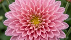 開花後の菊は捨てないでください:1シーズン以上咲かせる方法