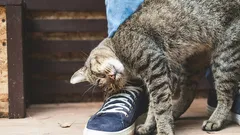 猫があなたを守っていることを理解する方法:9つの目立たない兆候