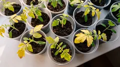 葉が黄色くなる？収穫を守るために、苗に緊急に与えるべき肥料は？