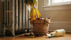 6つの観葉植物が、よく飼い主を悲しませる