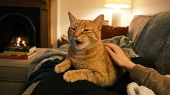 猫は感謝しているのに、私たちは追い払ってしまう。ペットの大切なサインを見逃さないために