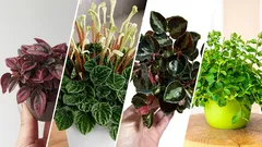 最も興味深く人気のあるペペロミアの品種