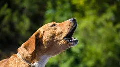 アパートで犬が不必要に吠えるのを、怒鳴ったり罰を与えたりせずにやめさせる方法