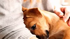 犬が助けを求めているとき:私たちが気づかない7つのサイン