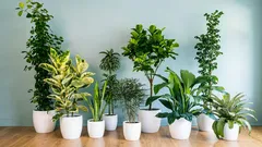 成長の早い観葉植物:7種類で、すぐに家に緑を添えよう