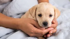 子犬を家に一人きりにできるのは何歳からですか？