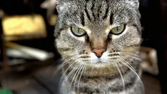 猫が「こんにちは」と言うのに飼い主が侮辱する：ペットの挨拶に正しく応える方法