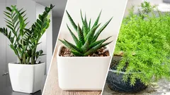 急いで捨てないで：枯れたと思われがちな室内植物トップ6