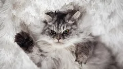 猫に、家ではあなたがボスであって猫ではないことを示す5つの方法